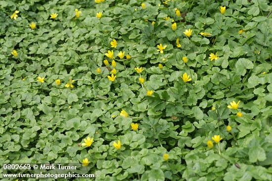 Ranunculus ficaria