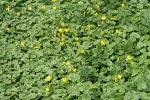 Lesser Celandine