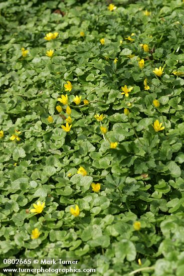 Ranunculus ficaria