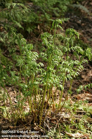 Dryopteris expansa