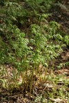 Spiny Wood Fern new foliage