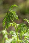 Spiny Wood Fern new foliage unfurling detail