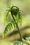 Spiny Wood Fern new foliage unfurling detail