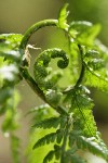 Spiny Wood Fern new foliage unfurling detail