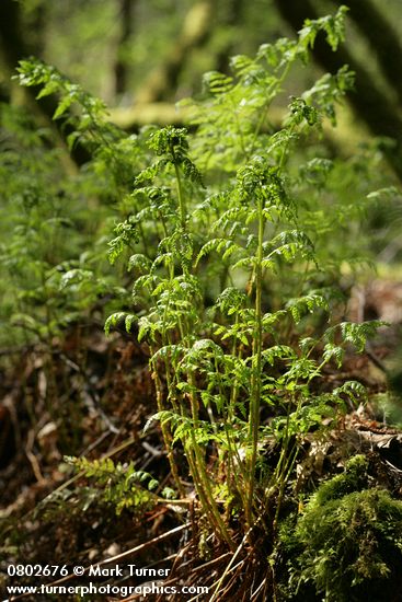 Dryopteris expansa