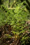 Spiny Wood Fern new foliage