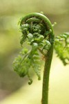 Spiny Wood Fern new foliage unfurling detail