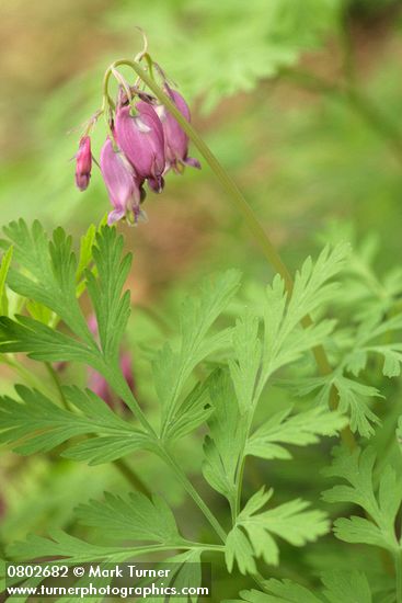 Dicentra formosa