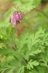 Pacific Bleeding Heart blossoms & foliage