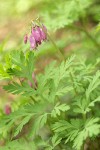 Pacific Bleeding Heart blossoms & foliage