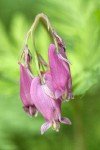 Pacific Bleeding Heart blossoms detail