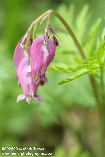 Dicentra formosa