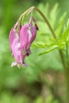 Pacific Bleeding Heart blossoms