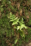 Spiny Wood Fern on Douglas-fir bark