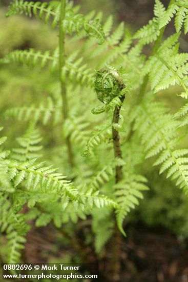 Athyrium filix-femina