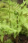 Lady Fern new foliage unfurling