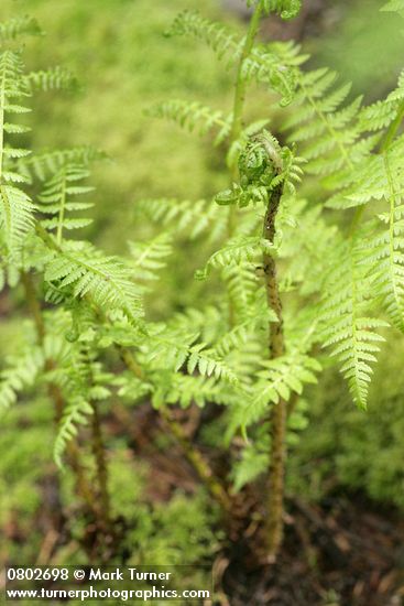 Athyrium filix-femina