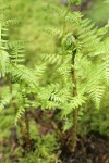 Lady Fern new foliage unfurling