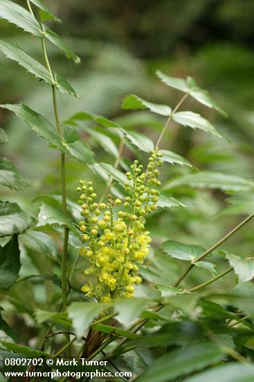 Mahonia nervosa