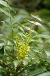 Dwarf Oregon-grape blossoms & foliage