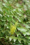 Dwarf Oregon-grape blossoms & foliage