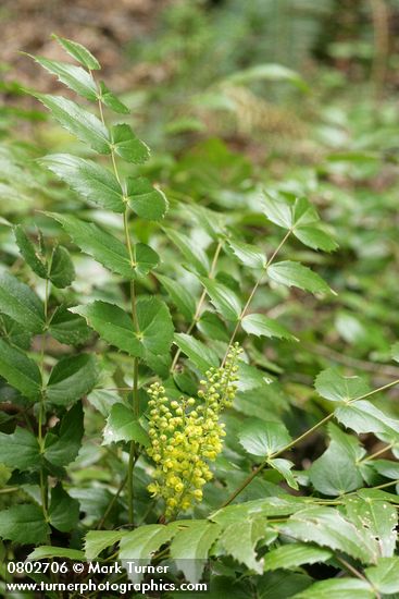 Mahonia nervosa