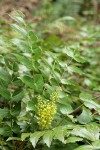 Dwarf Oregon-grape blossoms & foliage