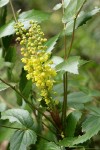 Dwarf Oregon-grape blossoms & foliage detail