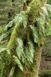 Licorice Ferns on moss-covered Bigleaf Maple trunk