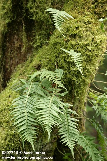 Polypodium glycyrrhiza