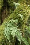 Licorice Ferns among moss on tree trunk