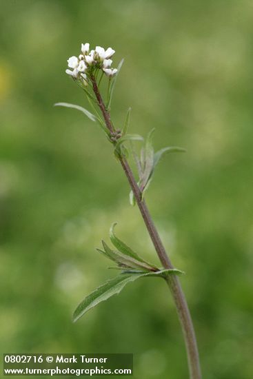 Capsella bursa-pastoris