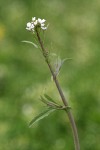 Shepherd's Purse blossoms & cauline leaves detail