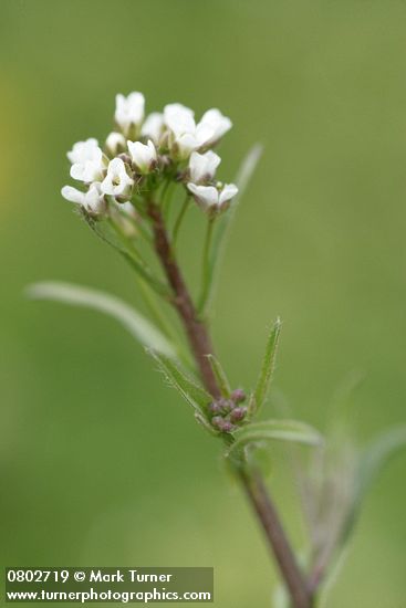 Capsella bursa-pastoris