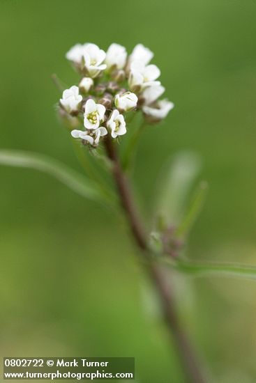 Capsella bursa-pastoris