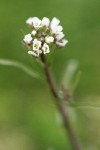 Shepherd's Purse blossoms detail