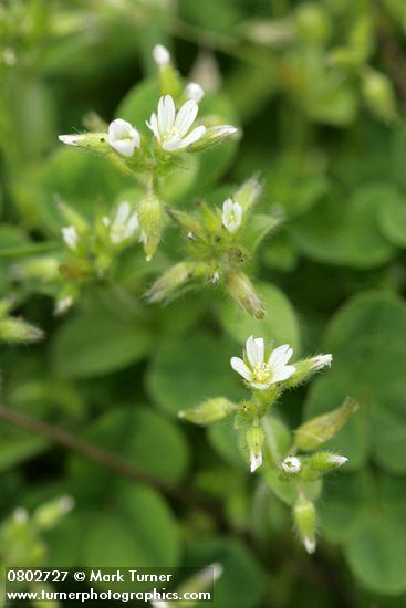 Cerastium fontanum ssp. vulgare