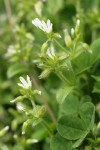 Large Mouse Ear Chickweed w/ clover foliage