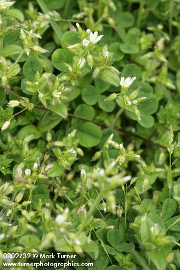 Cerastium fontanum ssp. vulgare