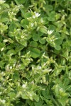 Large Mouse Ear Chickweed w/ clover foliage