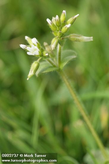 Cerastium fontanum ssp. vulgare