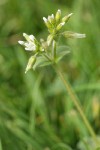 Large Mouse Ear Chickweed blossom & buds detail