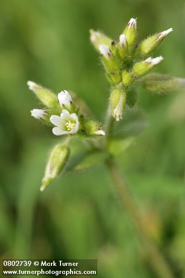 Cerastium fontanum ssp. vulgare