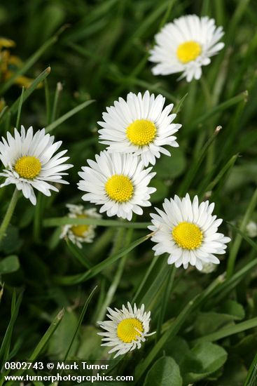 Bellis perennis