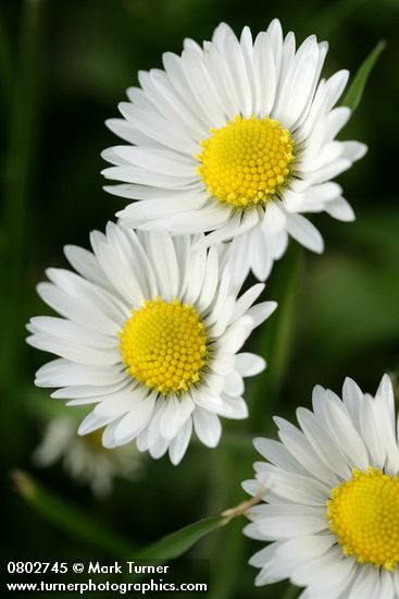 Bellis perennis