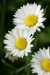 English Daisy blossoms detail