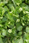 Common Chickweed blossoms & foliage