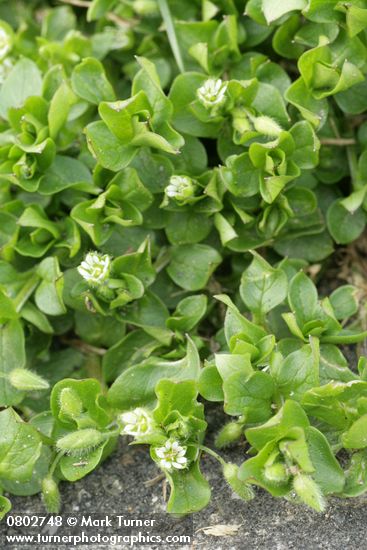 Stellaria media