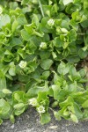 Common Chickweed