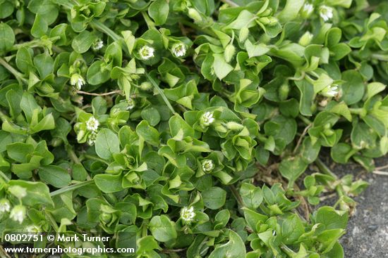 Stellaria media